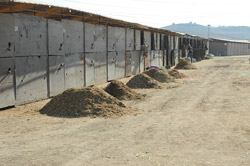 Piles of manure in front of horse stalls