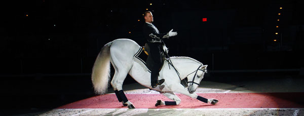 Bowing Stallion