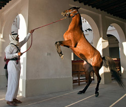 Stallion Manager