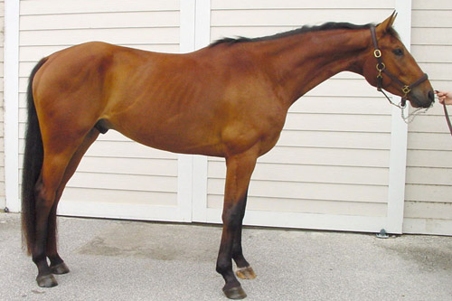 Standard Bay Horse
