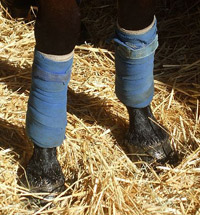 Standing Wraps Standing Wraps