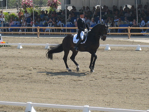 Steffen Peters and Ravel Steffen Peters and Ravel