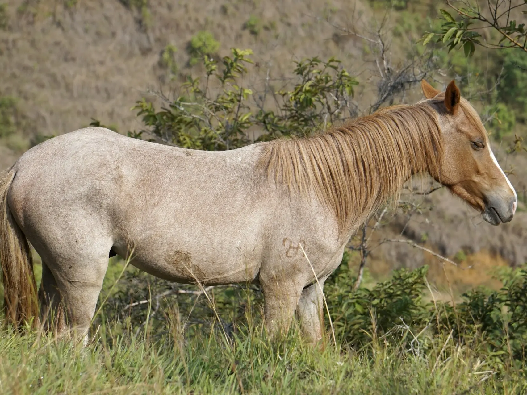 Classic roan horse