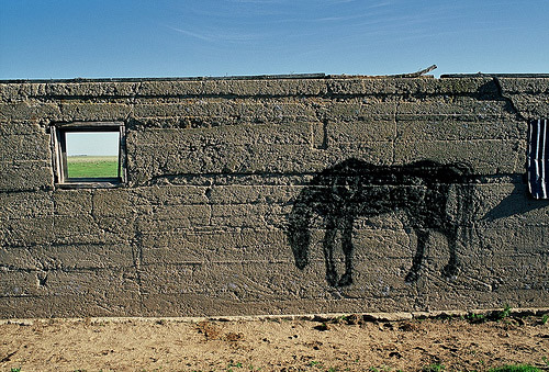 Horse Graffiti