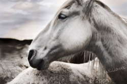 Susan's Horse Artistic Photography