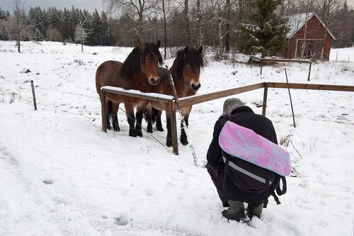 Horses in Sweden Horses in Sweden