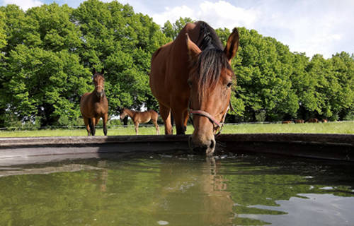 Horses in Sweden Horses in Sweden