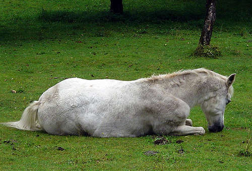 Horses in Sweden Horses in Sweden