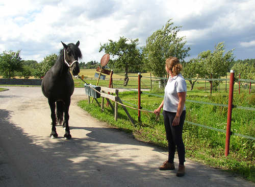 Horses in Sweden