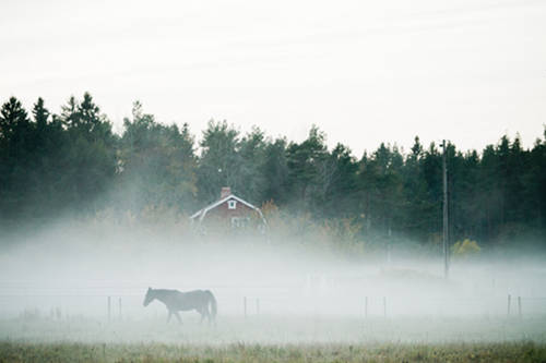 Horses in Sweden Horses in Sweden