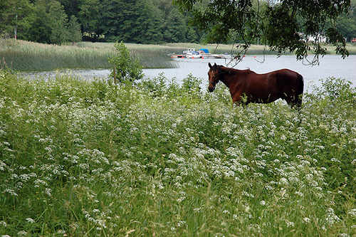 Horses in Sweden Horses in Sweden