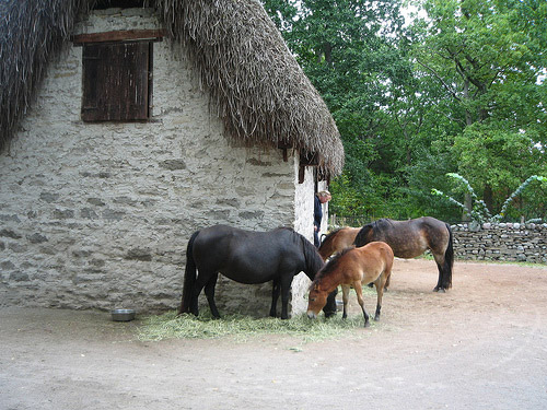 Horses in Sweden