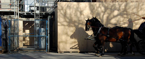 Horses in Sweden Horses in Sweden
