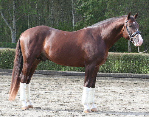 Swedish Warmblood Horse Swedish Warmblood Horse