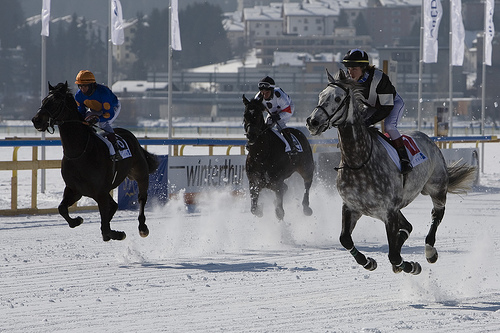 Racehorses in Switzerland Horse in Switzerland