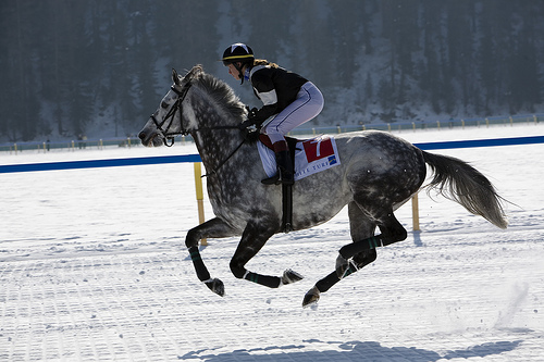 Racehorse in Switzerland Horse in Switzerland