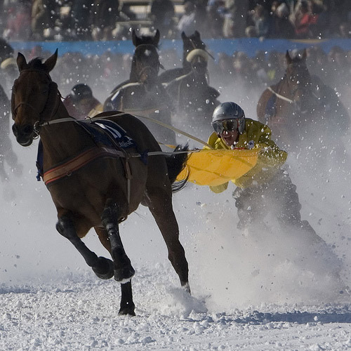 Horseski in Switzerland Horse in Switzerland