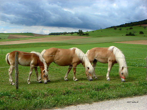 Horse in Switzerland