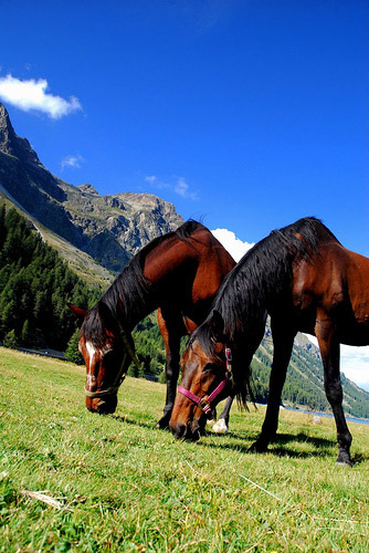 Horses in Switzerland Horse in Switzerland