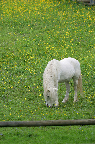 Horse in Switzerland Horse in Switzerland