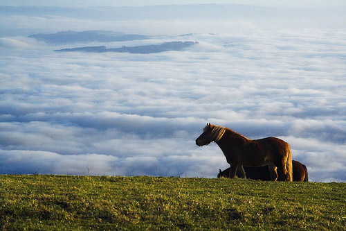 Horse in Switzerland