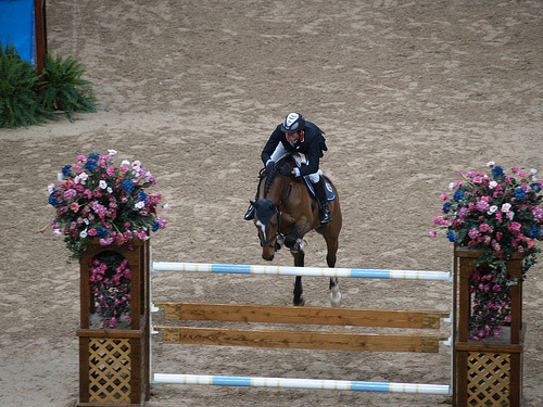 Horse Jumping in Switzerland Horse in Switzerland