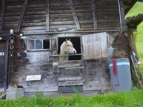 Swiss Horse Horse in Switzerland