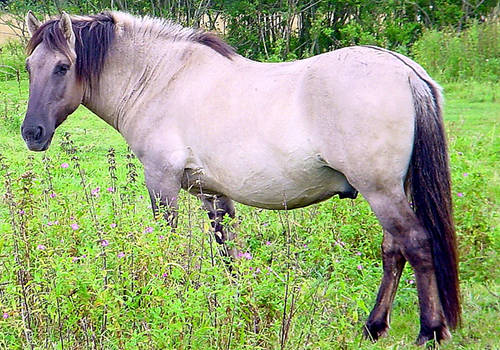 Tarpan Horse