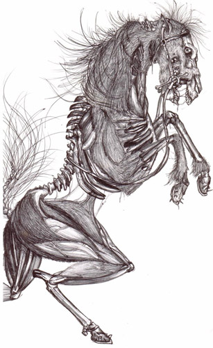 Skeleton Horse Skeleton Horse, horse artwork