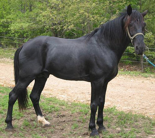 Tennessee Walking Horse Tennessee Walking Horse