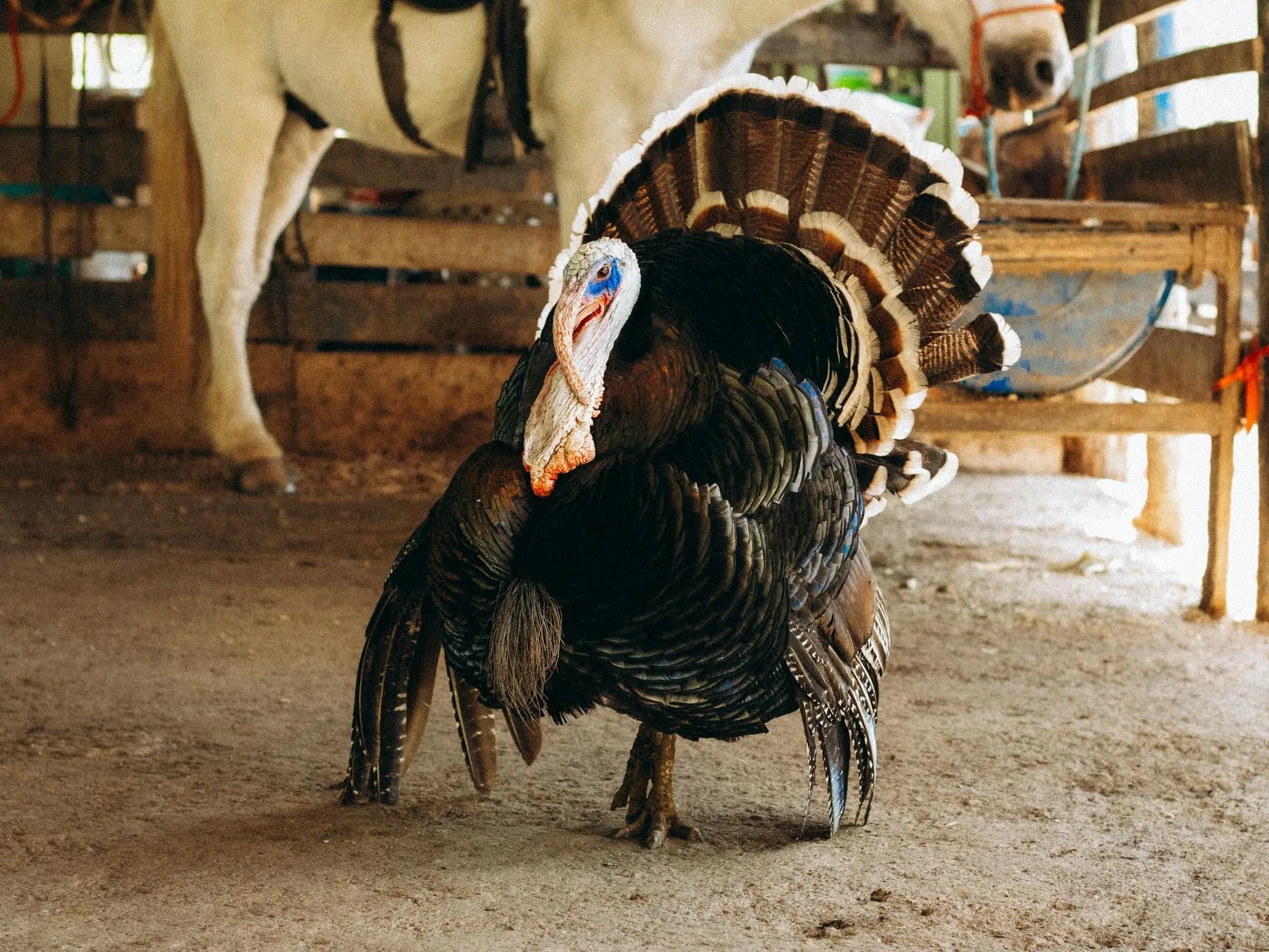 A turkey standing in the stall with a horse