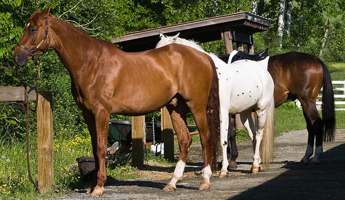 Tied Horses