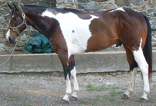 Tobiano Pinto Horse Tobiano Pinto Horse