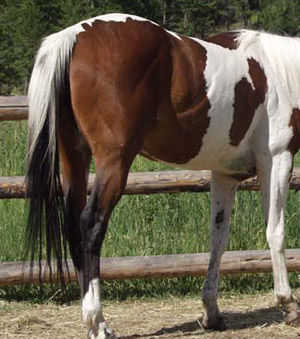 Tobiano Pinto Tail Tobiano Pinto Tail