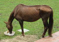 Starving Horse