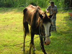 Starving Horse
