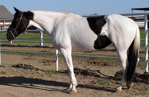 Tovero Pinto Horse
