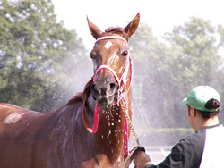 Track Groom