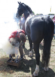 horse with blacksmith
