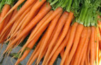 Carrot Treat