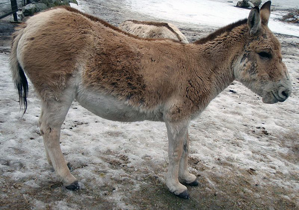 Turkmenian Kulan