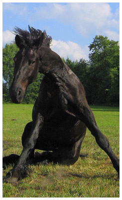 Horse sitting down with legs splayed