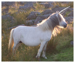 Unicorn