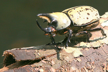 Unicorn Beetle