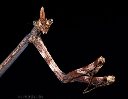 Unicorn Mantis