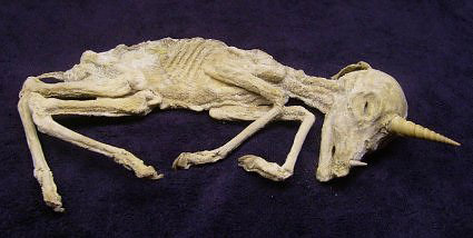 Unicorn Skeleton Unicorn skeleton