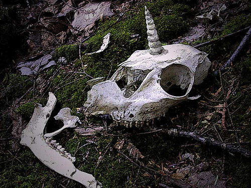 Unicorn Skull Unicorn Skull