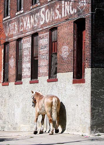 urban horse