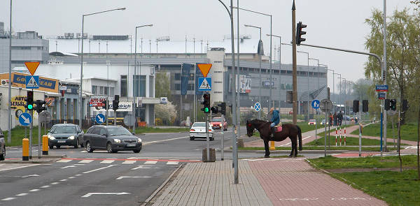 urban horse