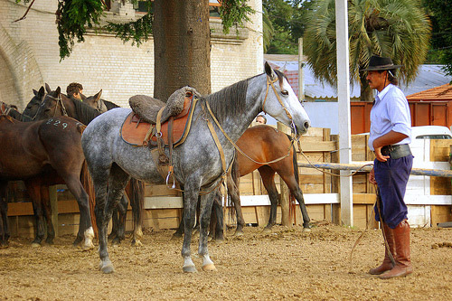 Horse in Uruguay Horse in Uruguay